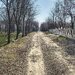 Afumati Codrul Vlasiei Ilfov-Terenuri in Comunitate de ELITA